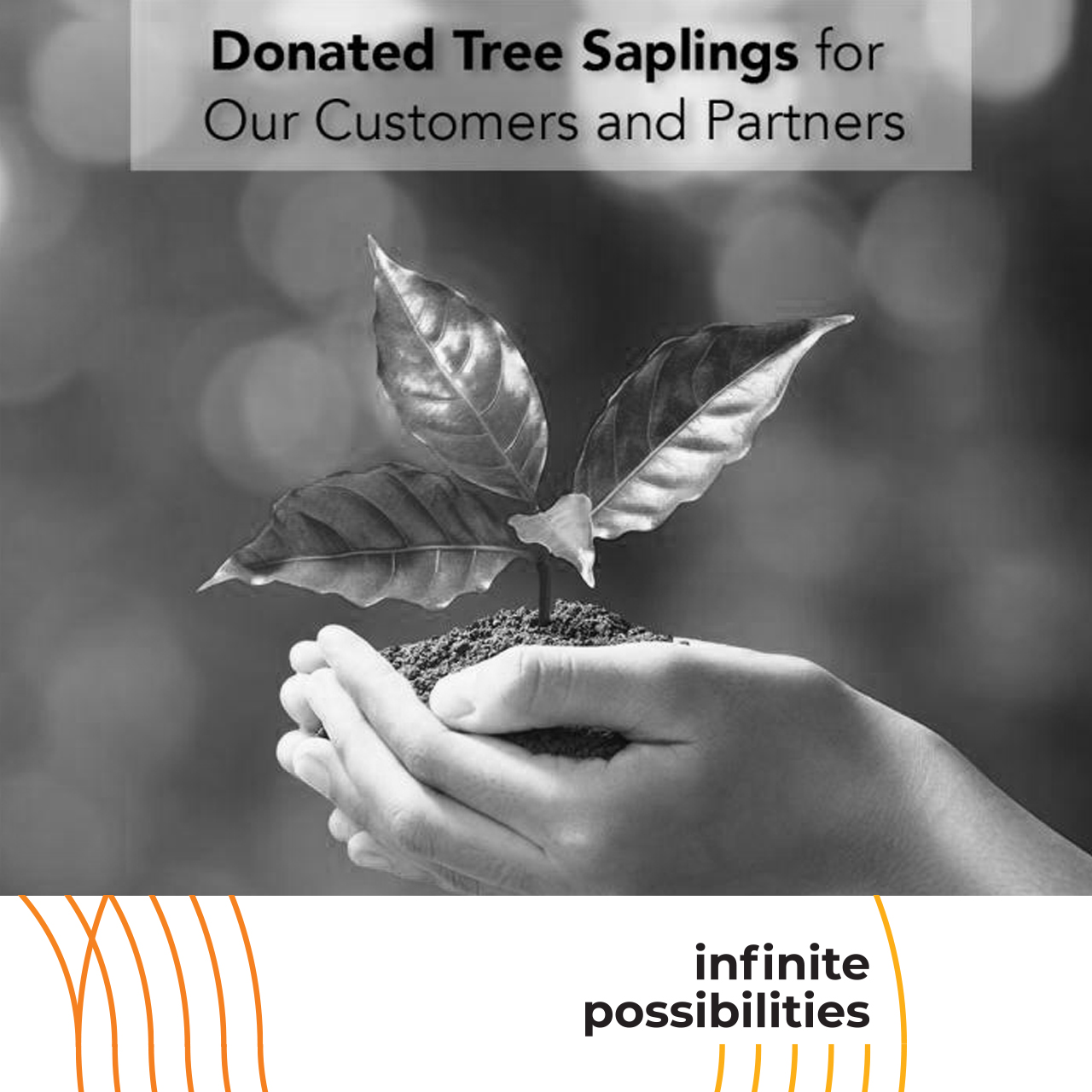 Çokyaşar Holding Sapling Donation